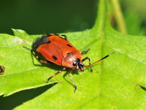 Réf. 317 637 : Deraeocoris trifasciatus